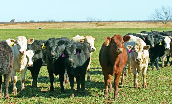 Livestock